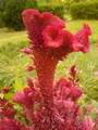 Amaranthus